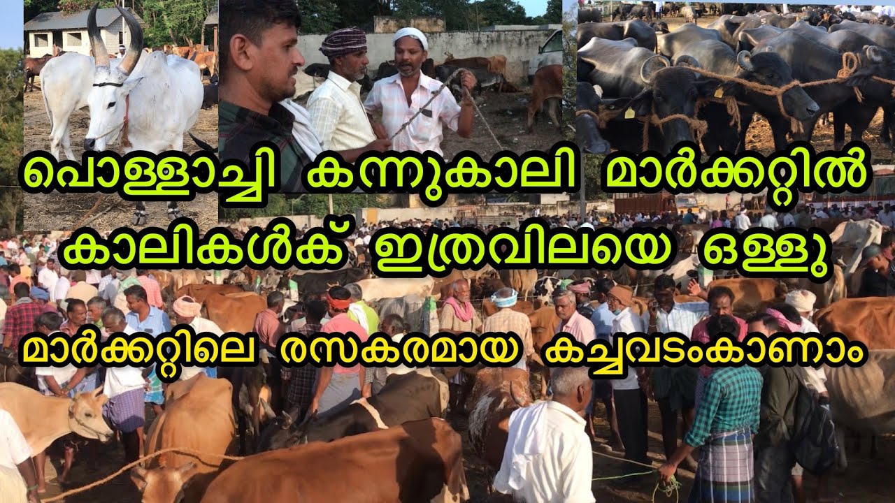 Pollachi cattle market പൊള്ളാച്ചി കന്നുകാലി മാർക്കറ്റ്