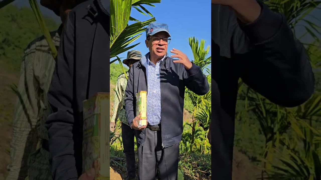 Application of manures in arecanut plants in hills.