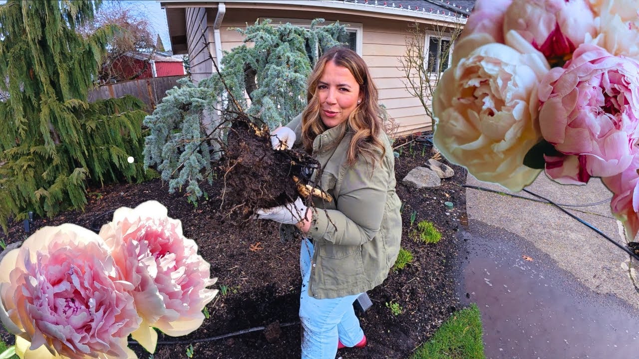 Free Peonies! How to Divide and Transplant Peonies Successfully!