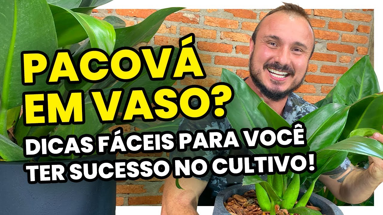 Como cultivar PACOVÁ EM VASO | Dicas práticas e simples