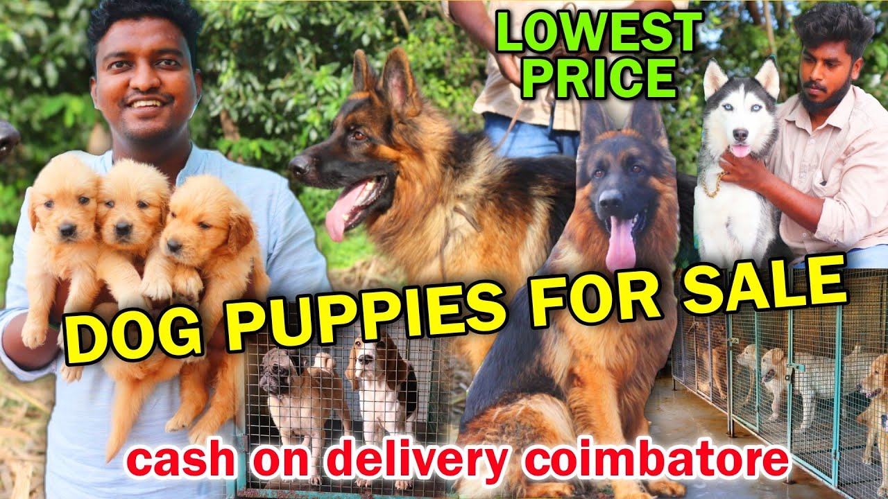 Dog for Sales | Dog Puppies with price list | Puppies for sale in Tamil | dog kennel in Tamilnadu