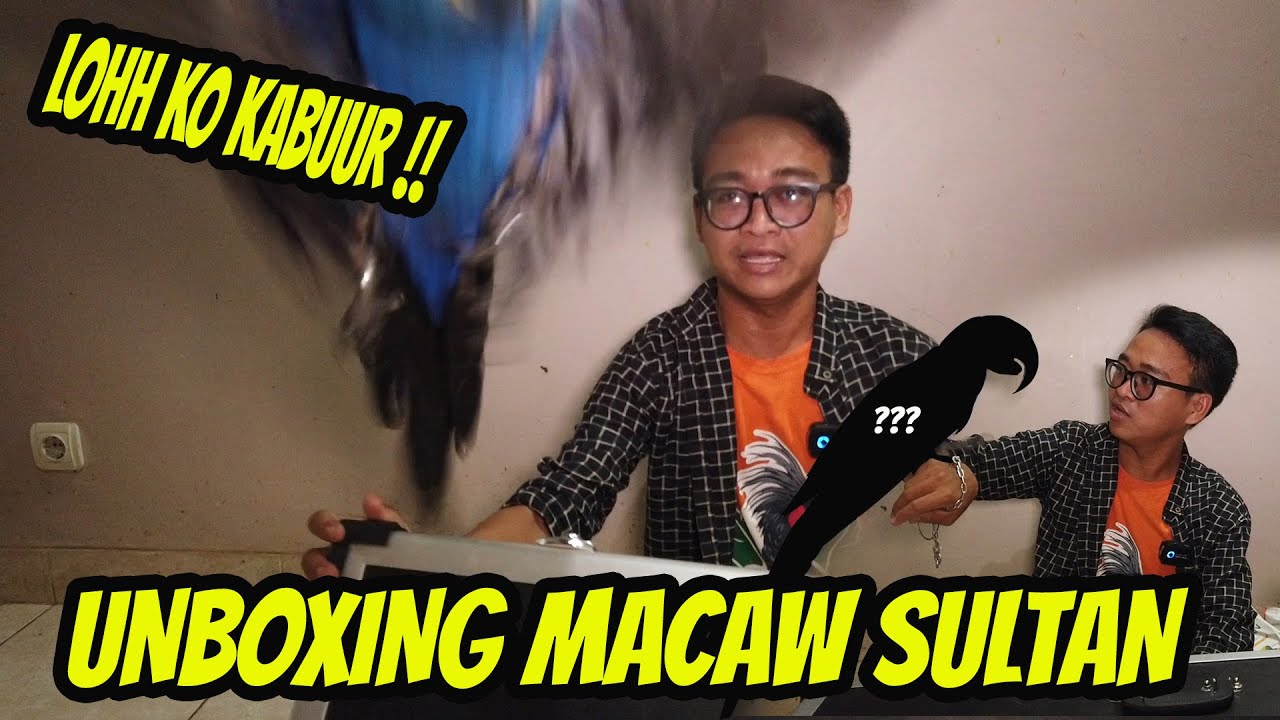 GAGAL UNBOXING BURUNG HYACINT MACAW TERMAHAL DI DUNIA ‼️ BARU DIBUKA MALAH KABUUUR 😩