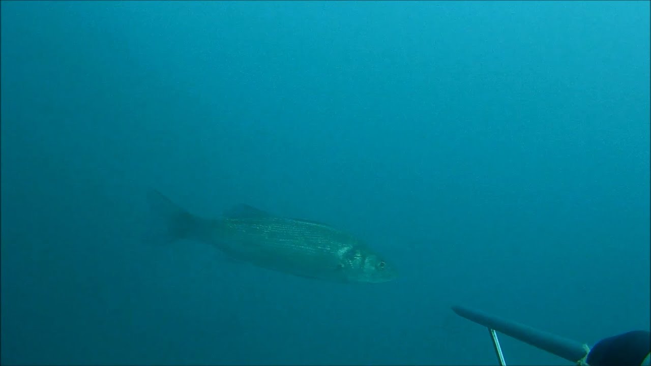 PESCA SUB - PESCI NELL' AZOTO LIQUIDO ! BRRRRR