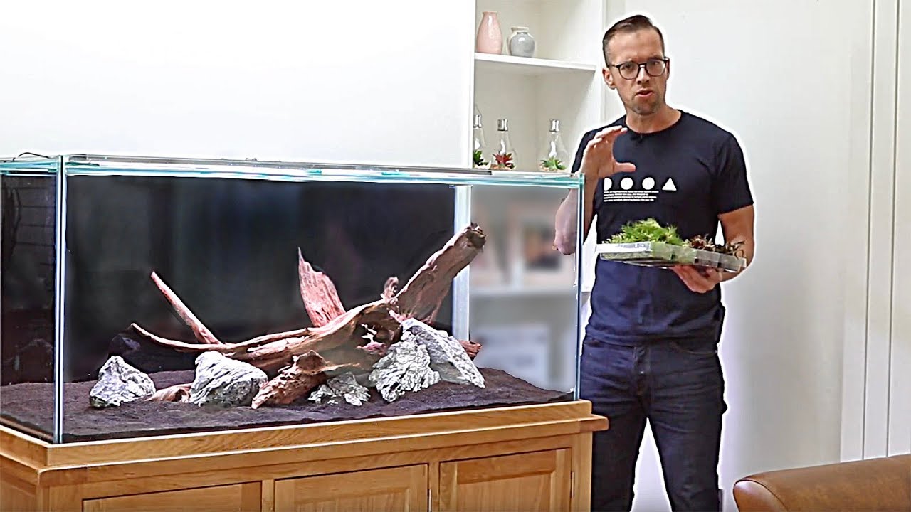 Как создать акваскейп в аквариуме объемом 125 галлонов с растениями — шаг за шагом