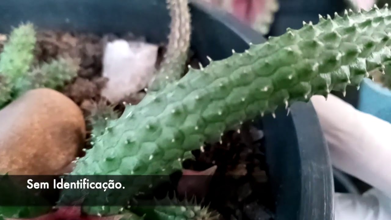Suculentas Orbea, Stapelia, e Huernia. Como cultivo.