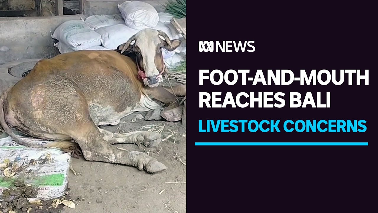 Foot-and-mouth disease edges closer to Australia as Bali confirms livestock outbreak | ABC News