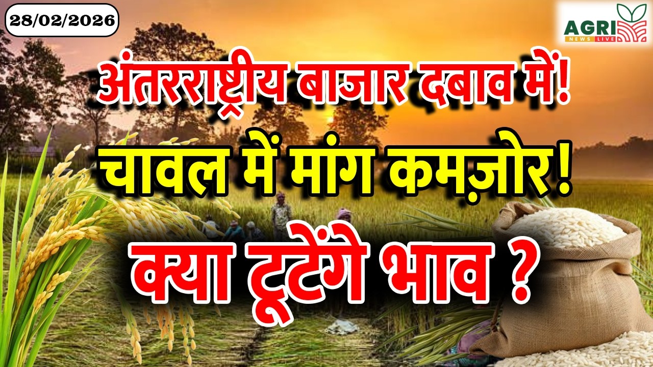 ग्लोबल चावल बाजार दबाव में, मांग कमजोर… क्या टूटेंगे भाव? | Rice Market Update