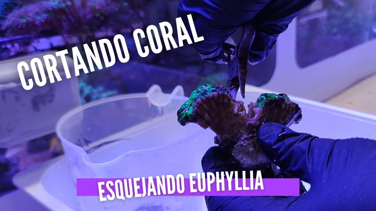 📌📌Esquejar o cortal Coral LPS con Dremel y alicates