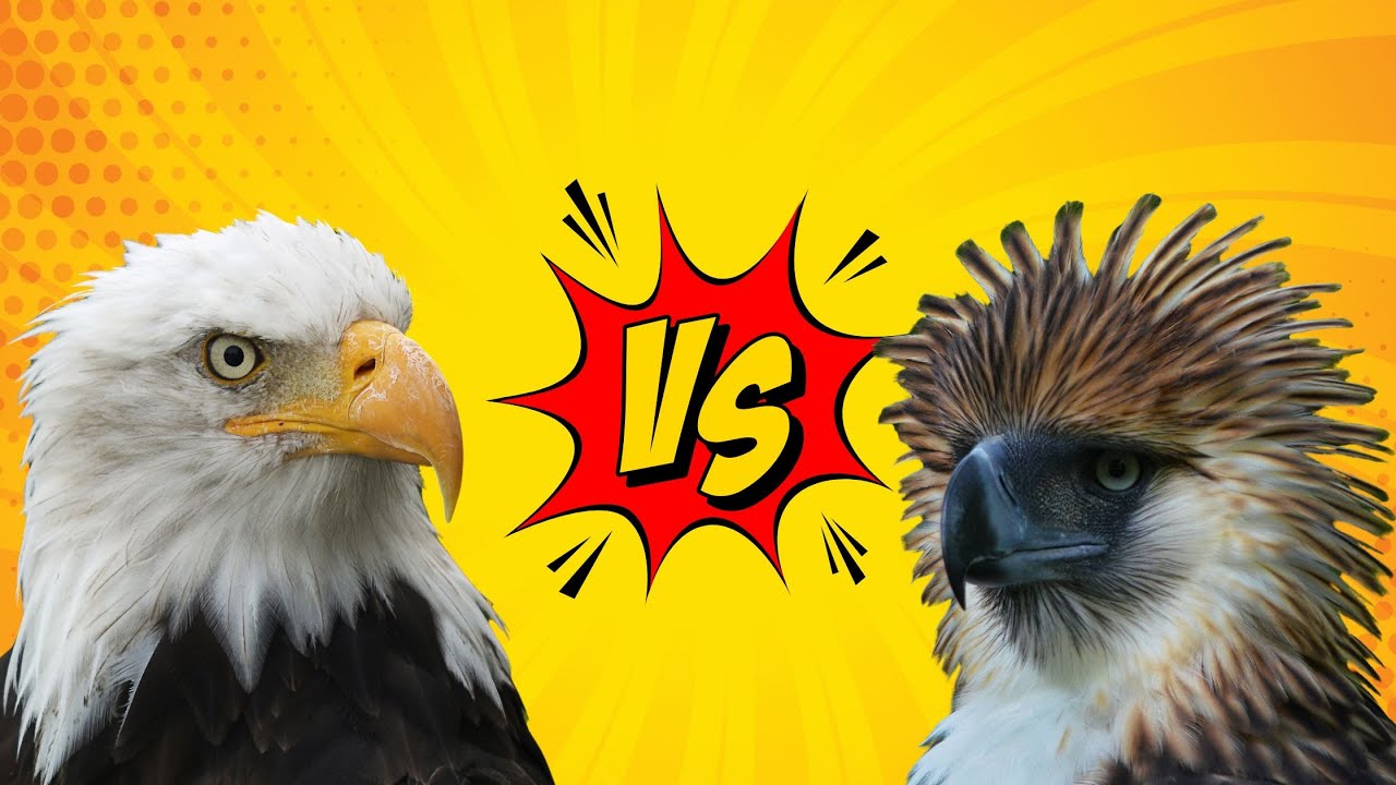 Bald Eagle vs Philippine Eagle (Golden Eagle, Harpy Eagle, Cassowary)