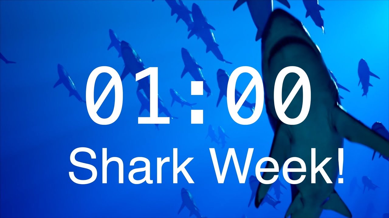 1 Minute Countdown Timer with Alarm | Relaxing Music | Shark Timer