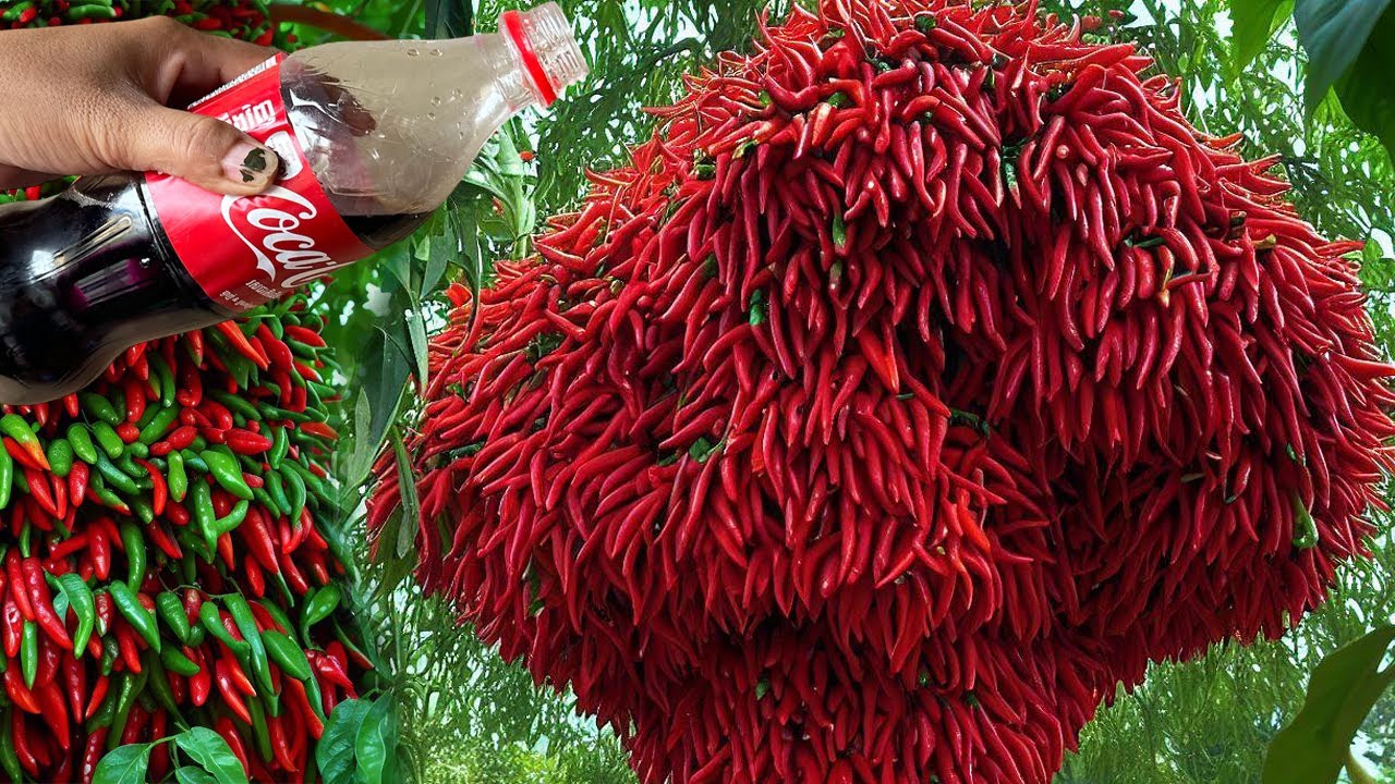 New idea Growing Peppers Tree with Techniques New For Growing Faster lots of fruit