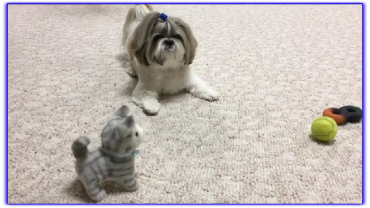 Lacey's happy dance 😍 | Older dog toys | Zoomies 💨 | Cute Shih Tzu 🐾