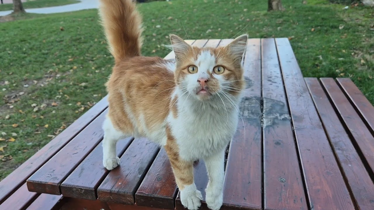 Incredibly Cute Orange Cat Being Super Friendly