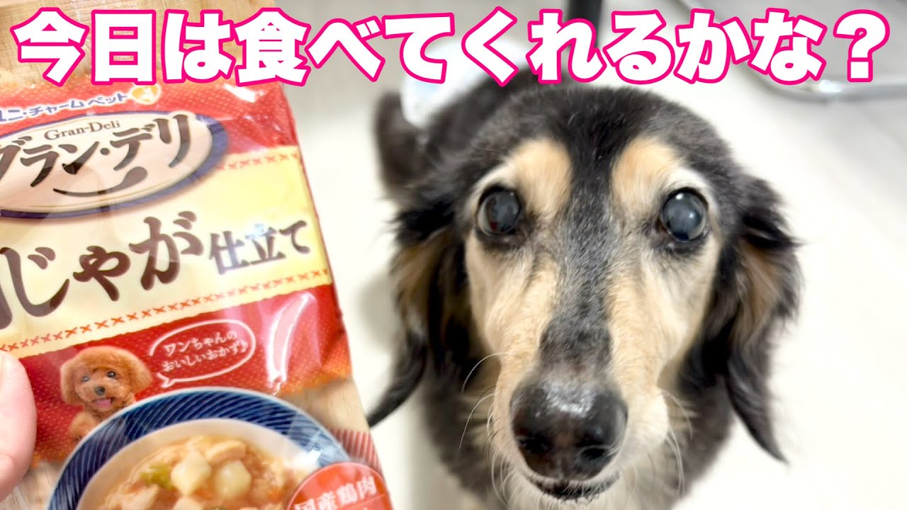 【ダックスフンド】食べる事は生きる事！！～慢性腎臓病（腎不全）ステージ4の終末期を迎えて～