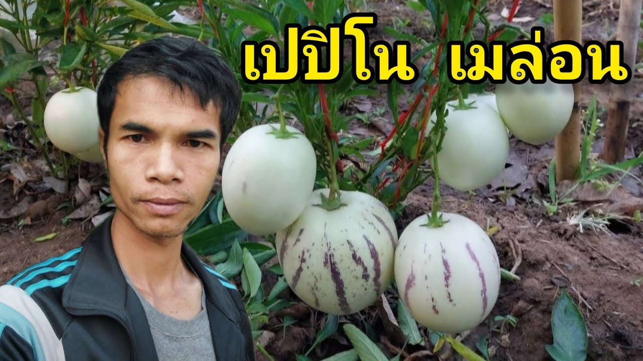 Pepino Melon เปปิโนเมล่อน(เกษตร ผสมผสาน)