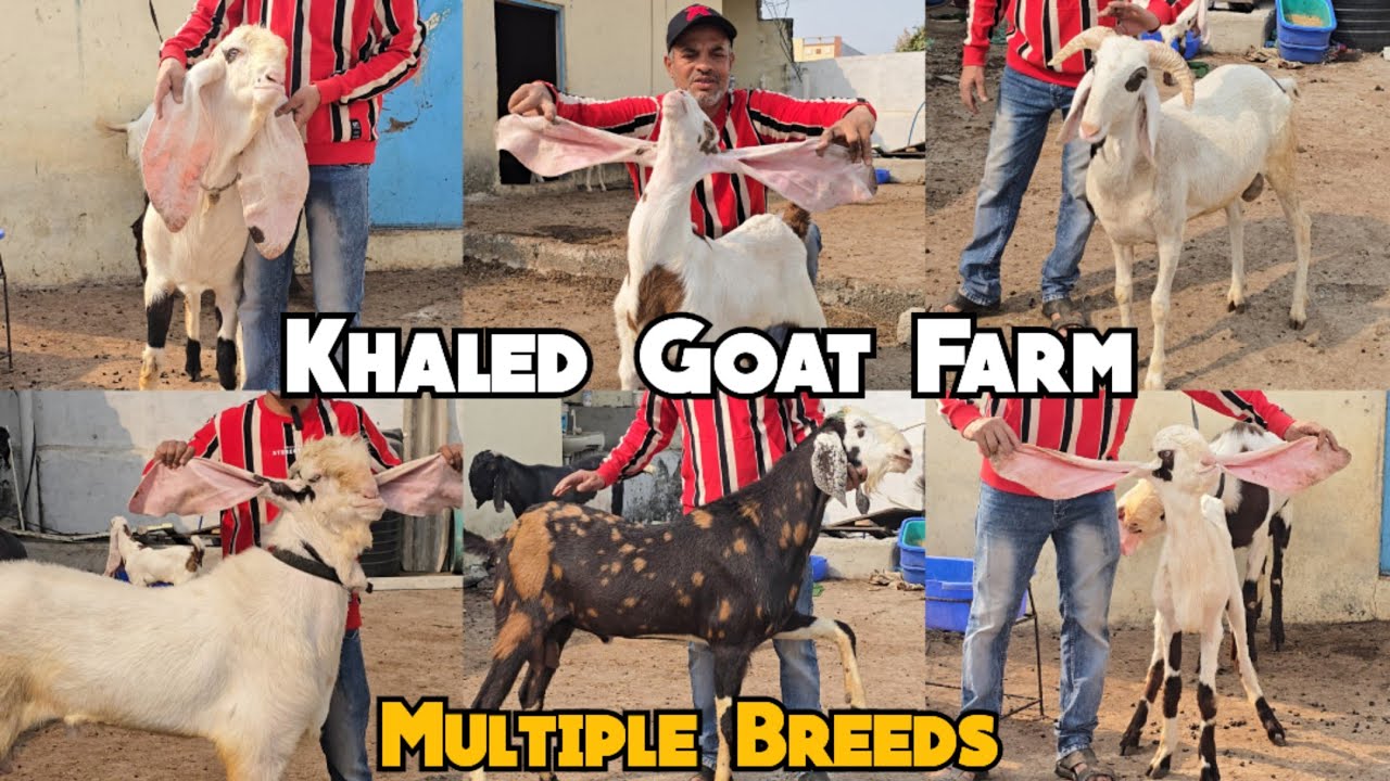 Multiple Breeds Of Goats & Sheep Available At Khaled Goat Farm Barkas | Gulabi Hyderabadi Bakriya