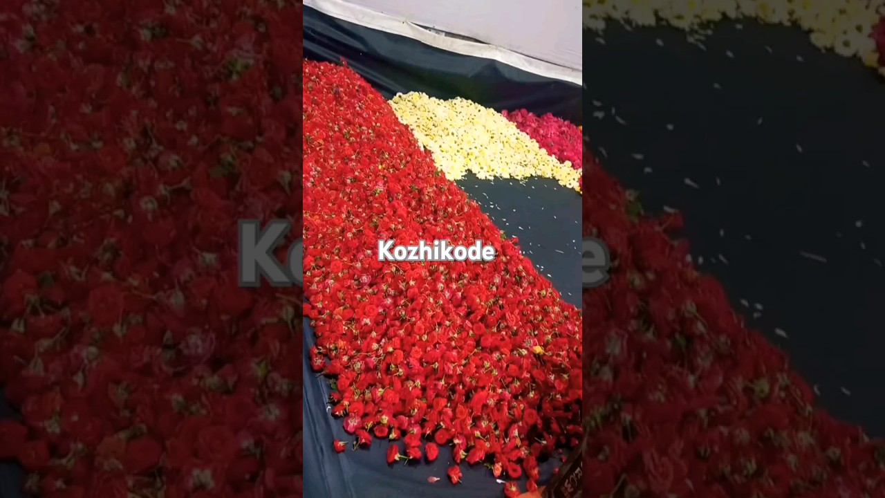 ###Kozhikode onam Flowers whole sale 😃😃😃palayam tali road😃😃😃like and subscribe##