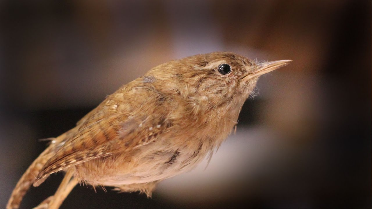The Wren, King of all Birds: Pagan Tradition in the Isle of Man