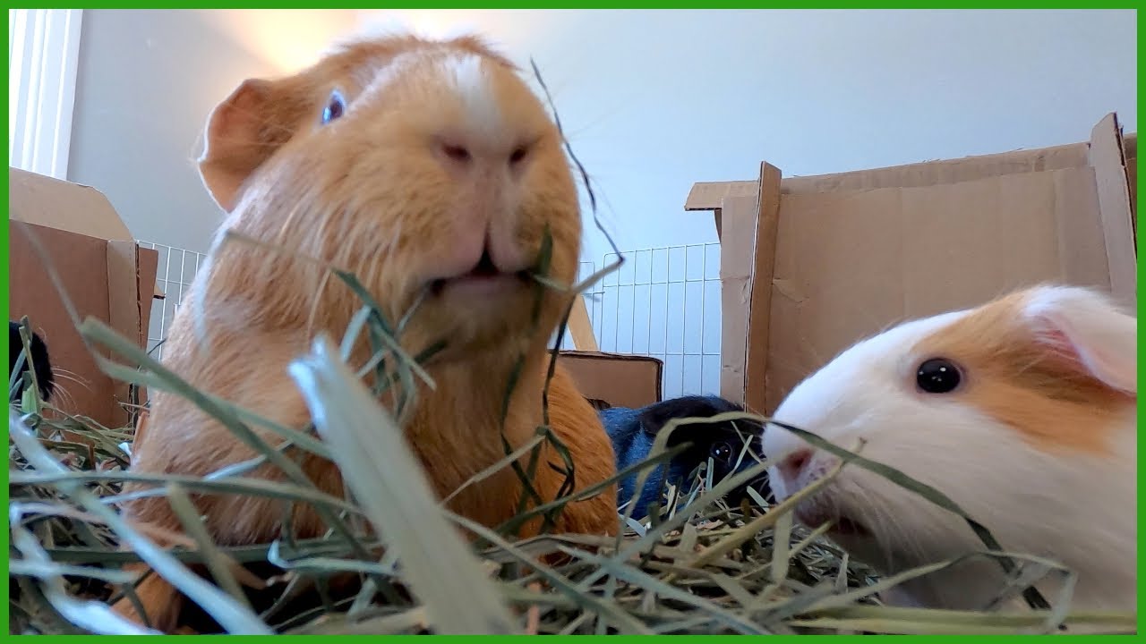 10 minutes of chewing noises - crunchy guinea pig ASMR
