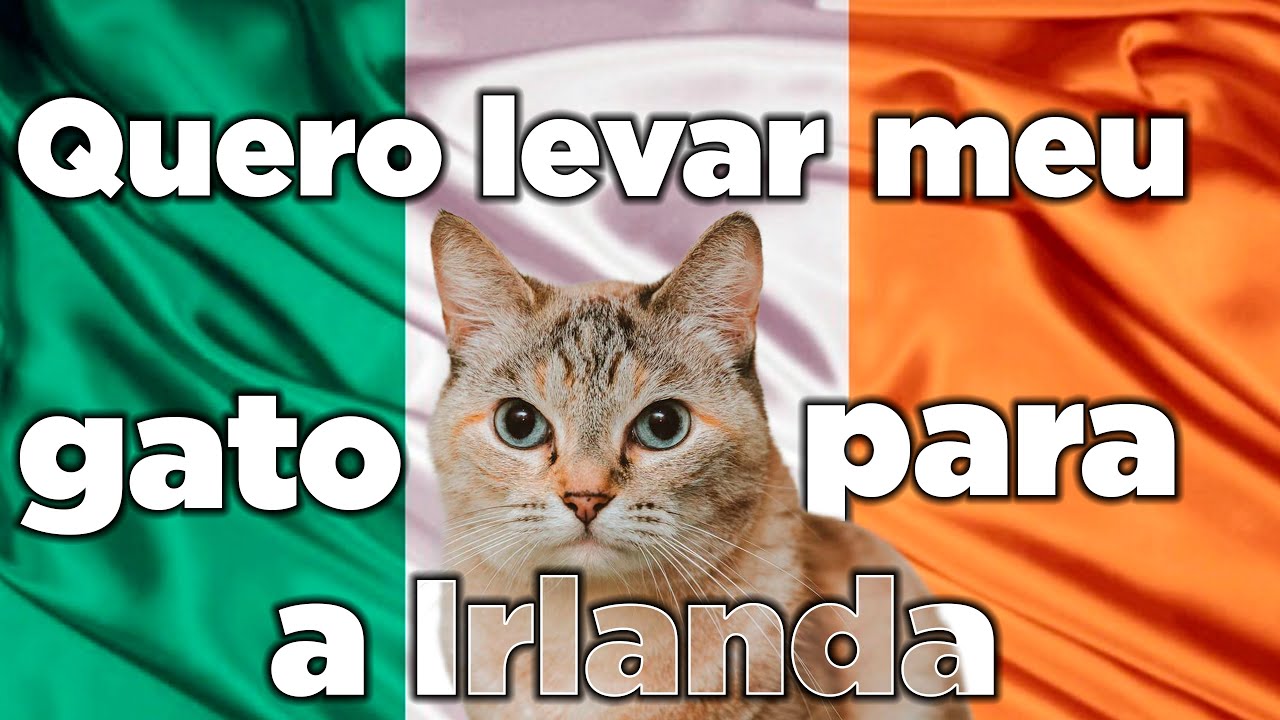 Quero levar meu gato para a Irlanda, e agora?
