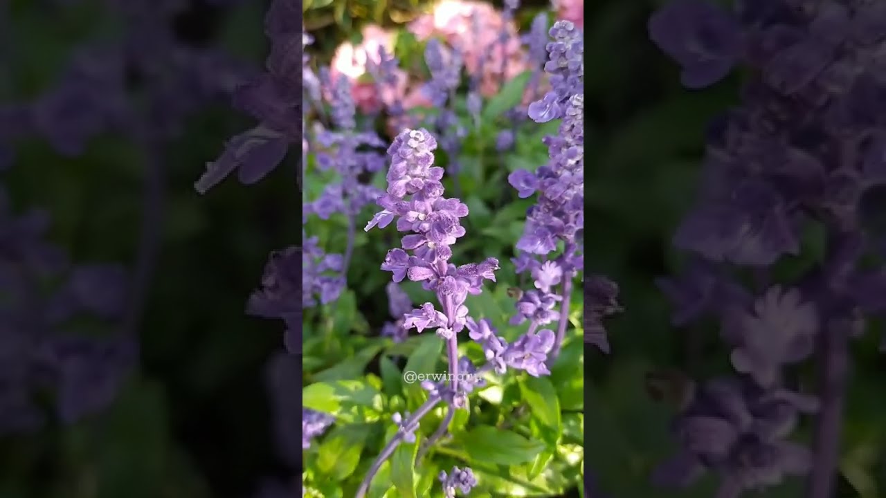 Salvia Farinacea