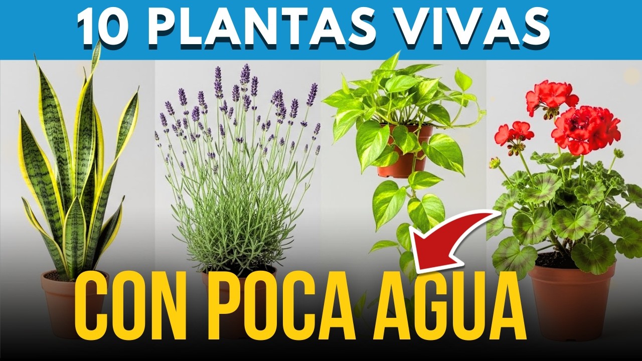 10 Plantas que Sobreviven con Muy Poca Agua ¡Olvídate de Regar a Cada Rato!