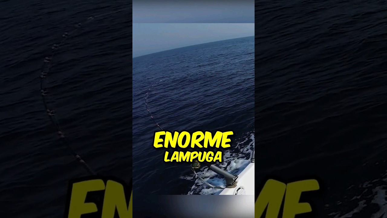 GROSSA Lampuga a Traina d'altura, MA...