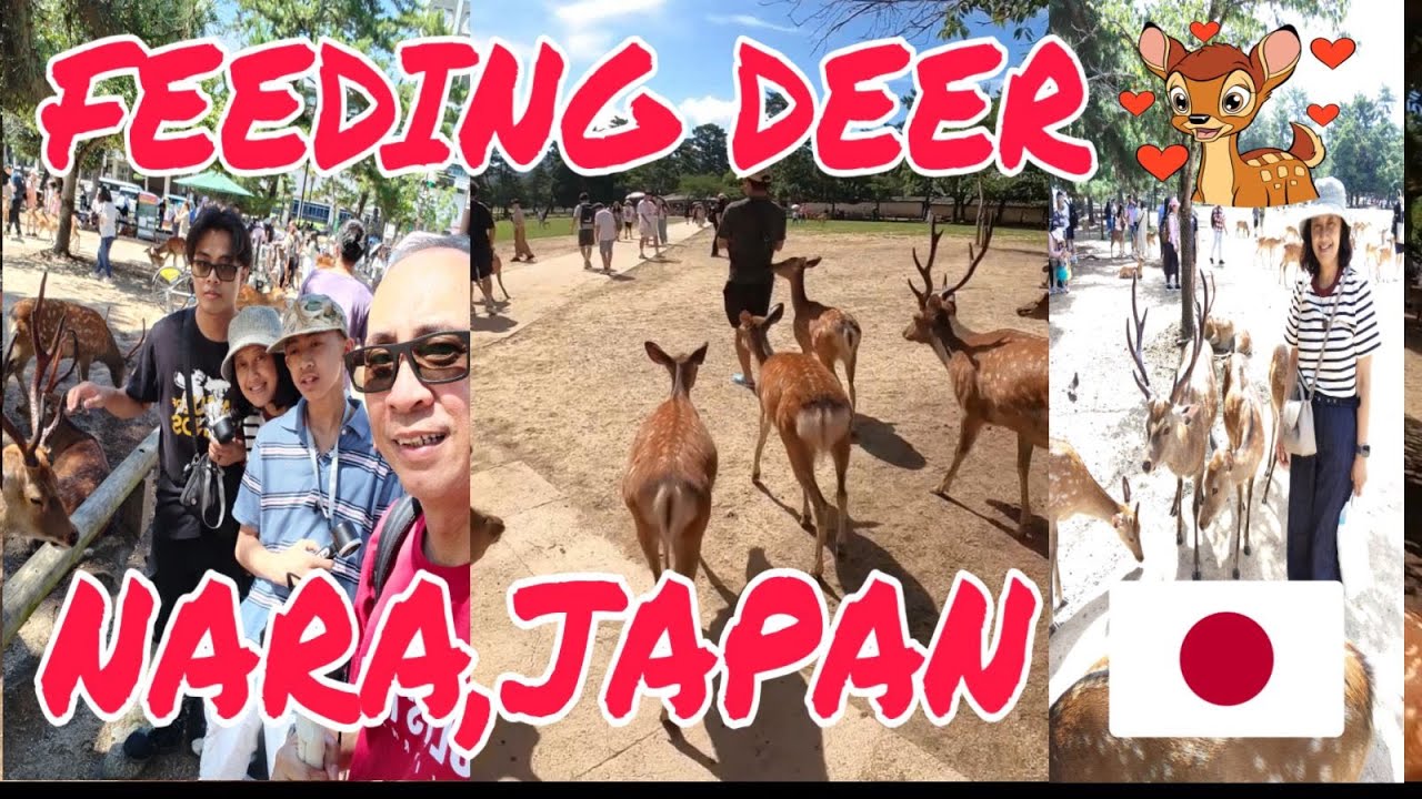 FIRST TIME IN NARA+FEEDING DEER IN JAPAN W/ SPECIAL SUGAR- FREE CRACKERS(SHIKA SENBEI)Cara Maila