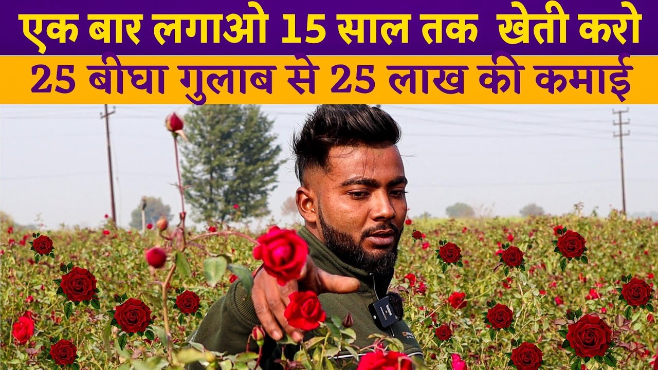 देसी गुलाब की मालामाल खेती 🌹🌹| Gulab Ki Kheti Start Kaise Kare | Desi Rose Farming Business in India