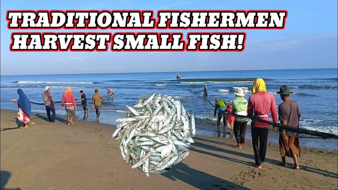 The Process of Traditional Fishermen Pulling Nets, Harvesting Small Fish