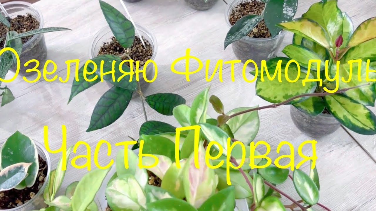 Озеленяю Фитомодуль ( Часть Первая)