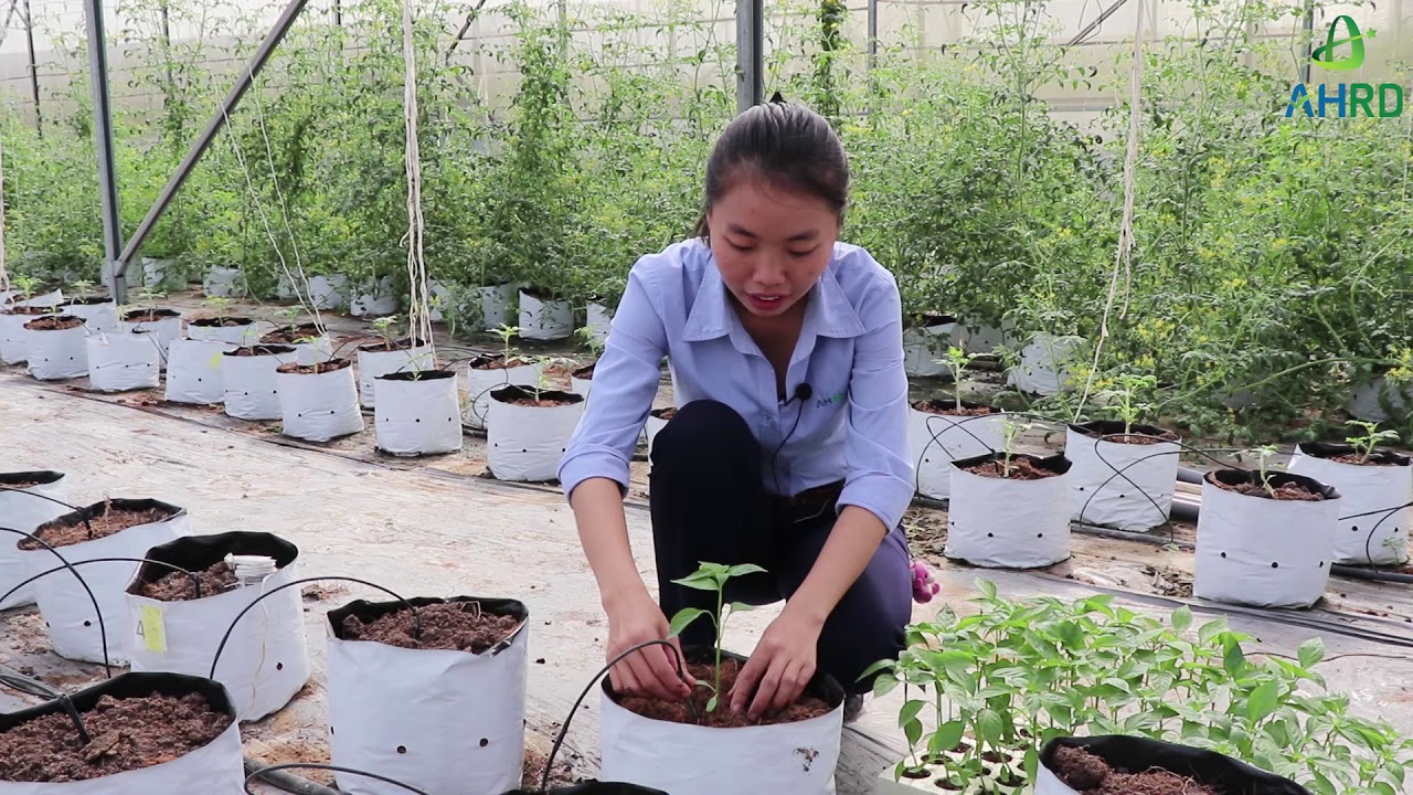 Quy trình kỹ thuật trồng ớt cay (Capsicum frustescens l.) trên giá thể trong nhà màng tưới nhỏ giọt