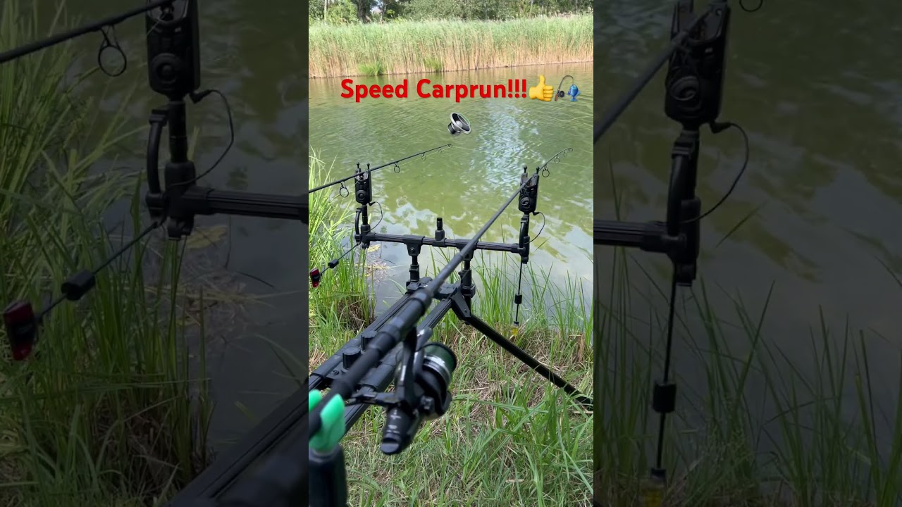 Speed Carp run#carpfishing #fishing #carp #carprun #karpfen #fishinglife #fish