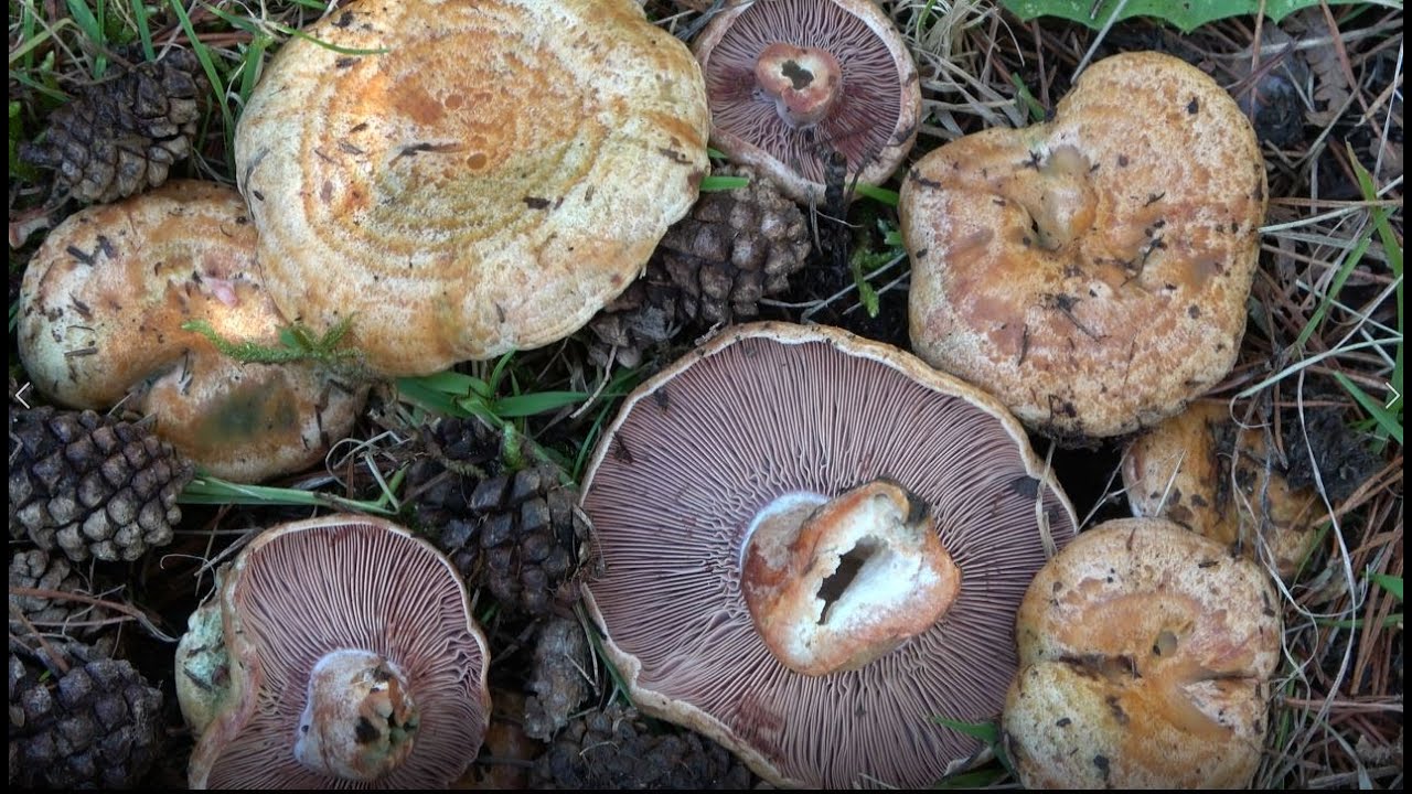 Lactarius sanguifluus    ( Níscalos - Robellons - bloody Milkcap ) 4K