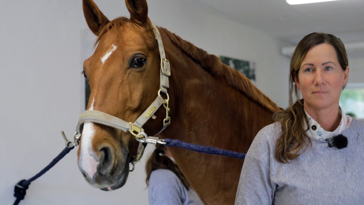 Schwierige Balance - Pferd kann Galopp nicht halten | pferde doku