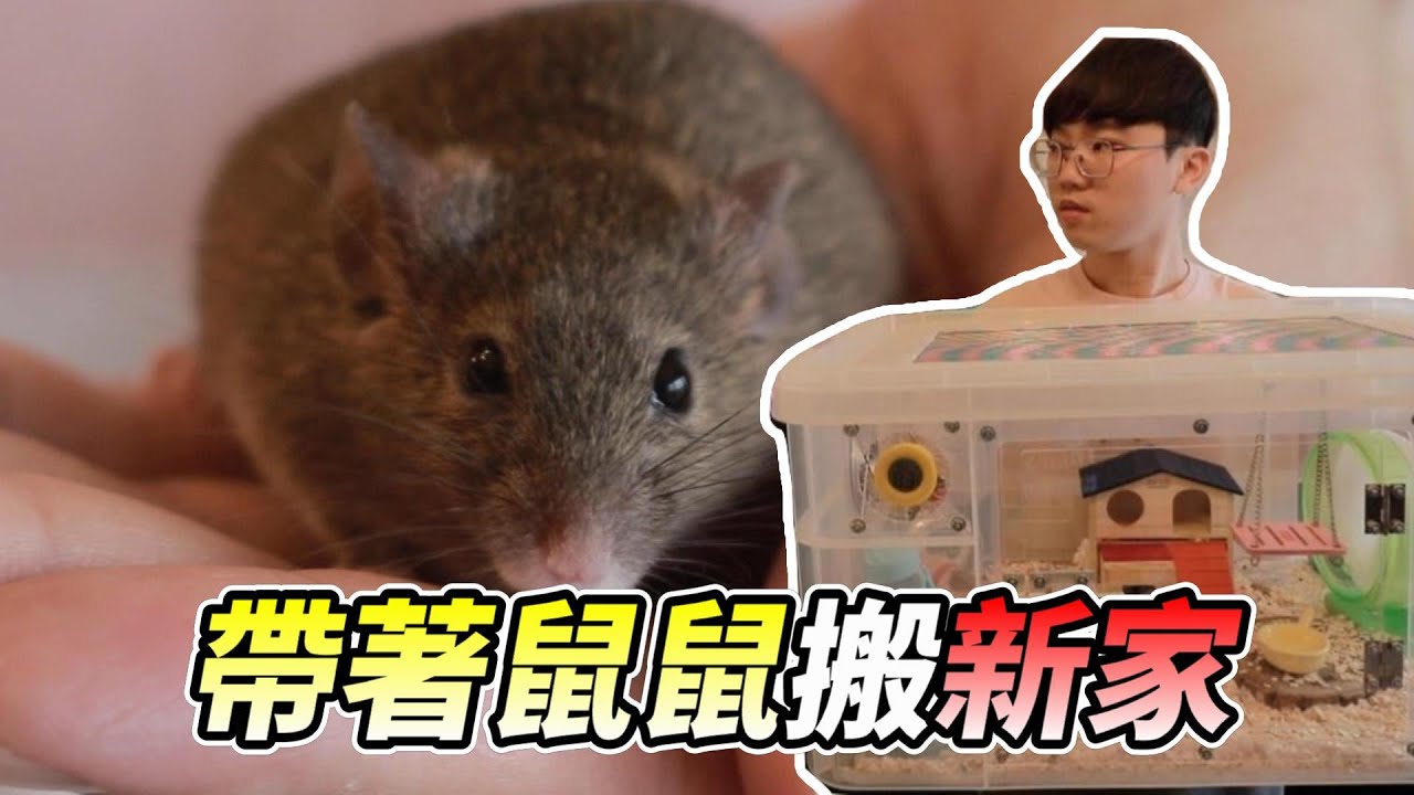 【維鼠日記】帶著鼠鼠搬新家【維特】#78