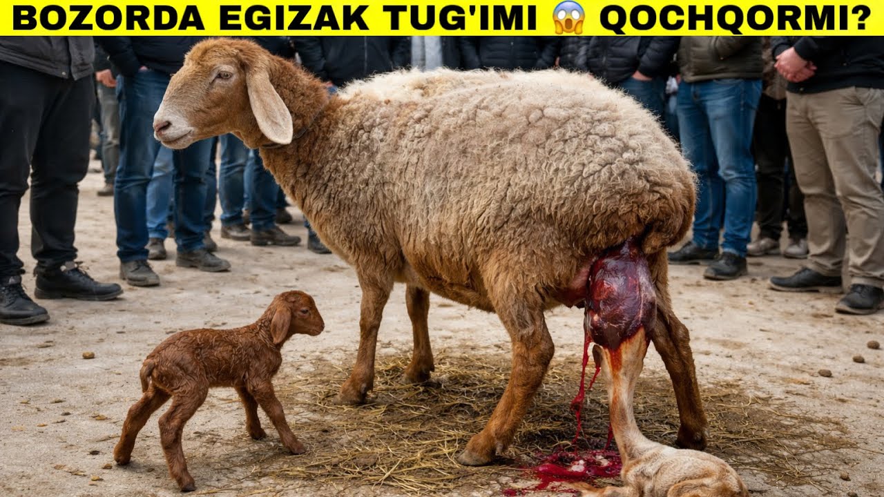 Xozir Tugulgan Egizak Qozilar😱Endi Narxi Oshadi Tepaqorg’on Qoy batxlari