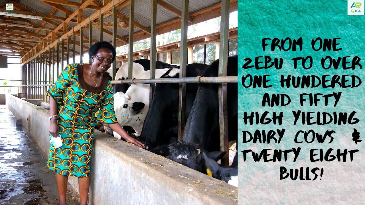 How we started our dairy farm #MevedDairy
