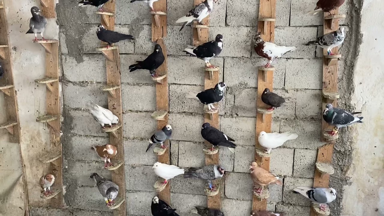 Şanlıurfa kuş pazarından selamlar