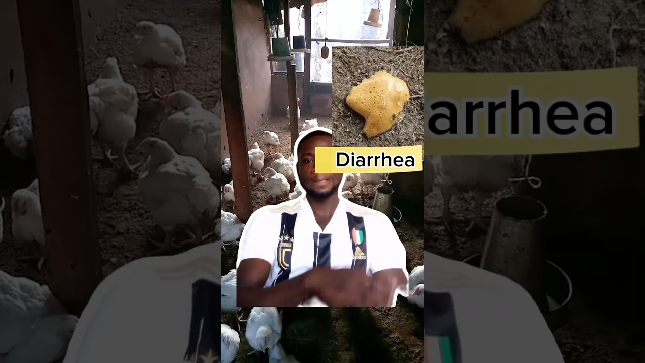 five (5) signs of coccidiosis in chickens