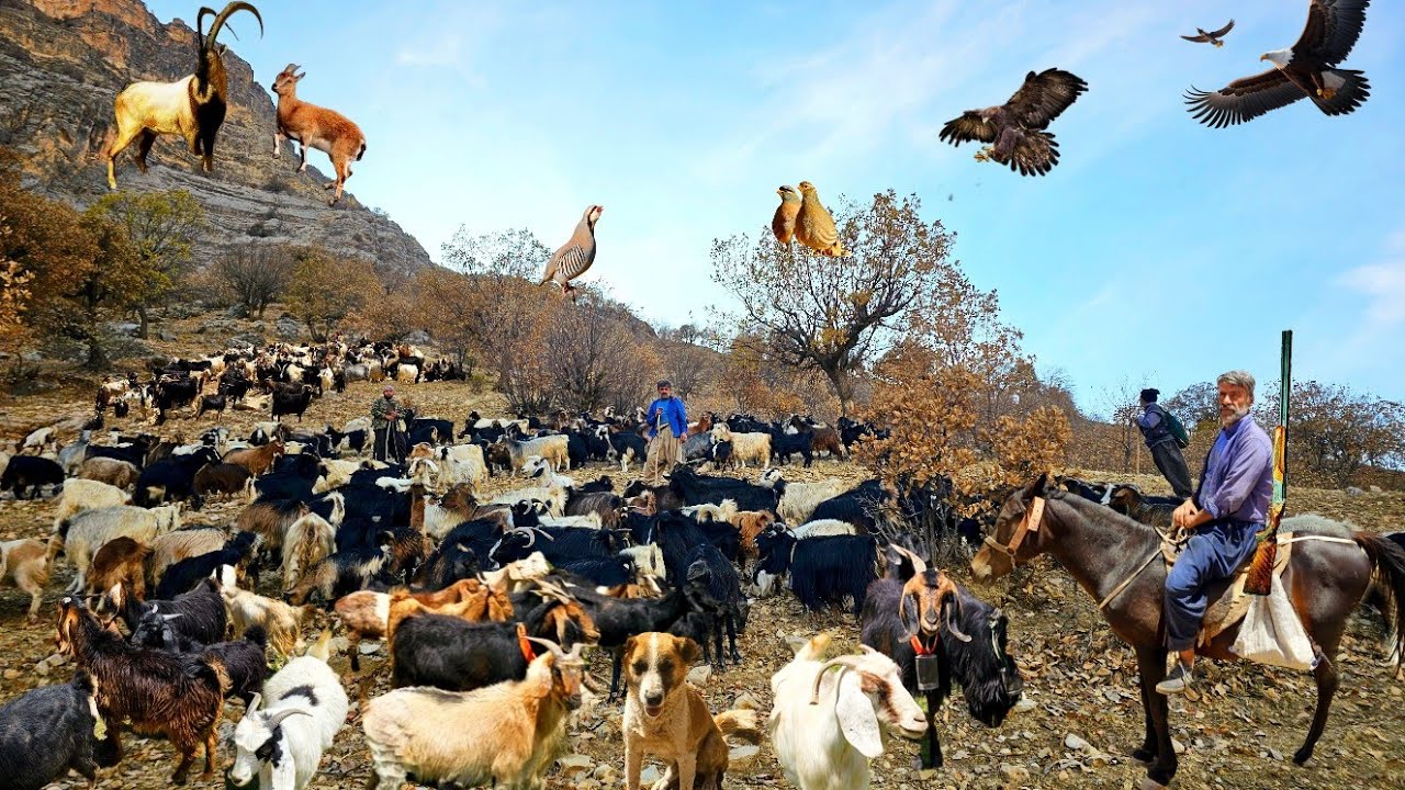 Nomadic Shepherds of the Zagros: An Amazing Journey from the Plains to the Peaks