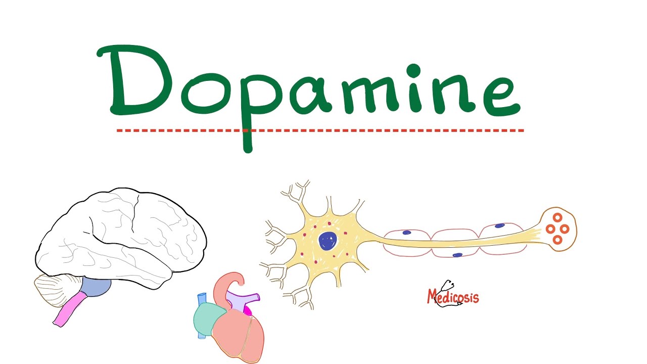 Neurotransmitters - Dopamine & Dopaminergic Neural Pathways - Physiology & Pharmacology