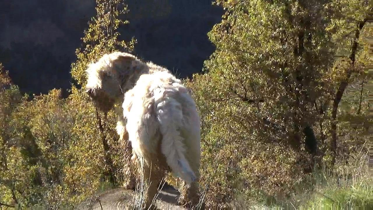 Wheaten Terrier Pup | Shifting Landscape