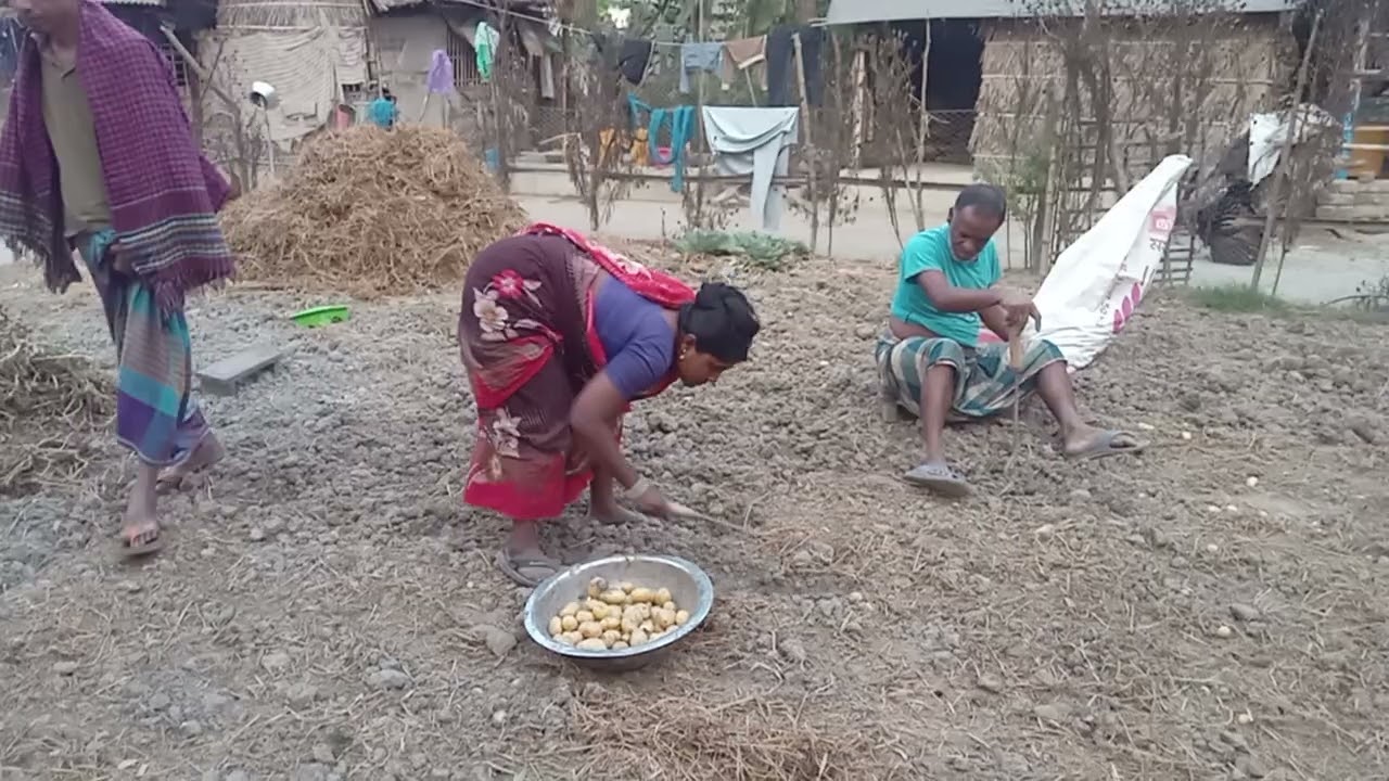Potato collection by village people//#villagelife #foryou #naturevibes #villagepeople #happy 