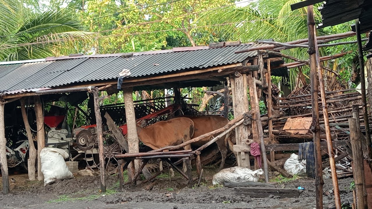 di kandang