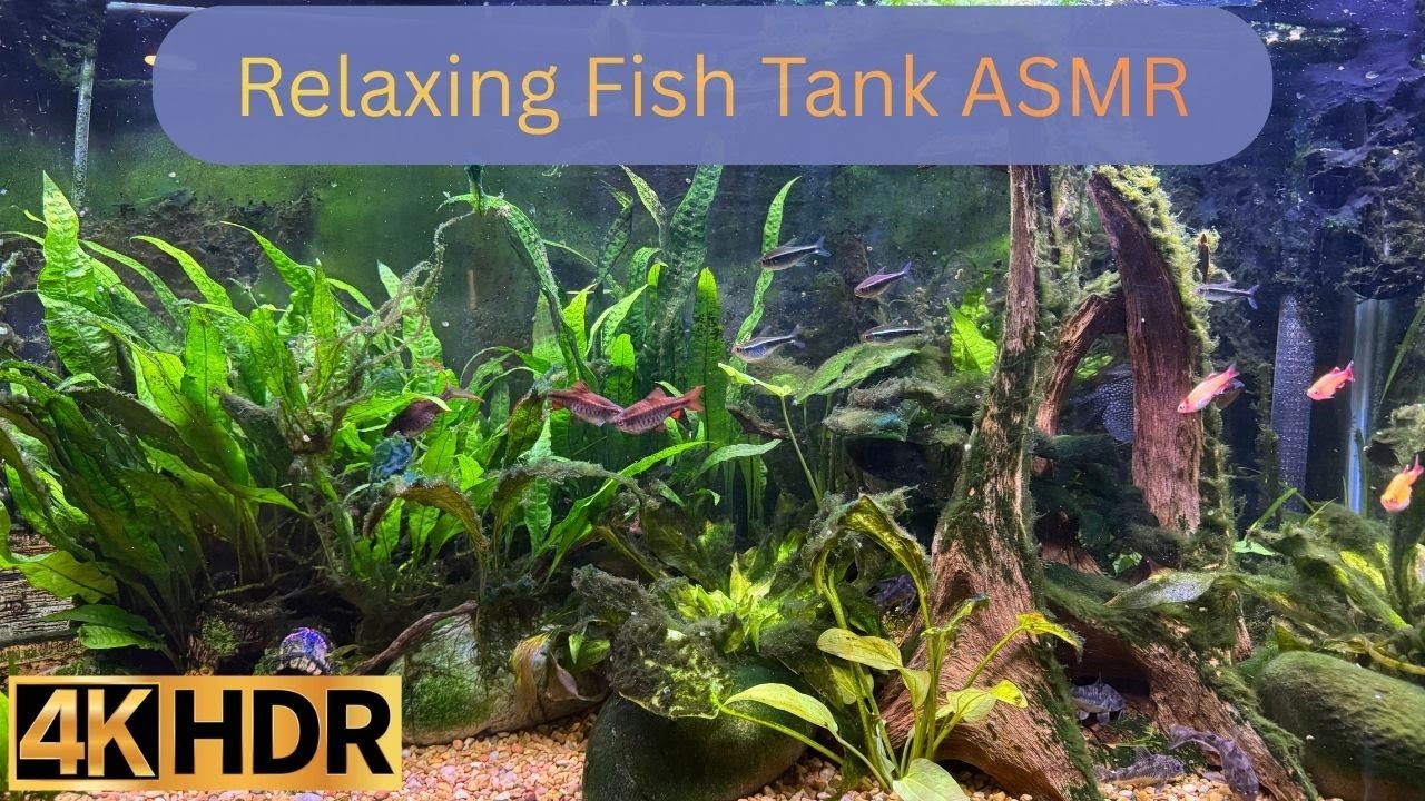 Relaxing Fish Tank - ASMR