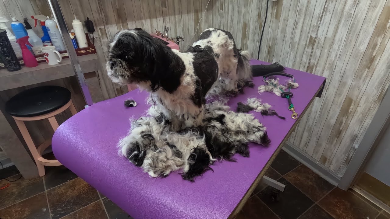 Shih tzu haircut, short easy maintenance dog grooming