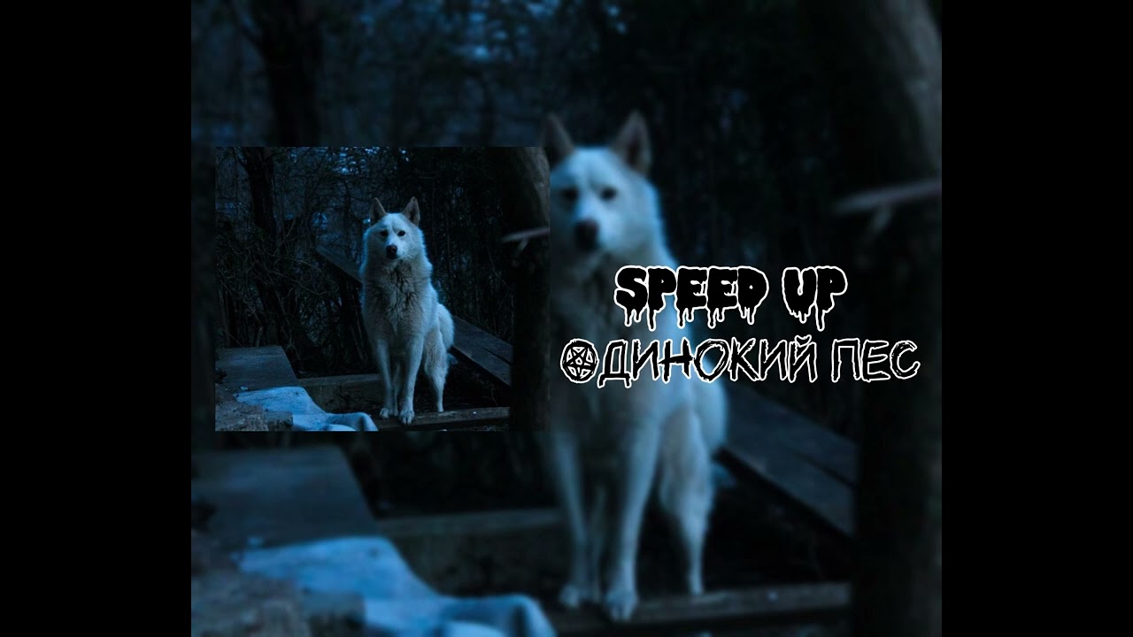 ОДИНОКИЙ ПЕС (speed up)🖤
