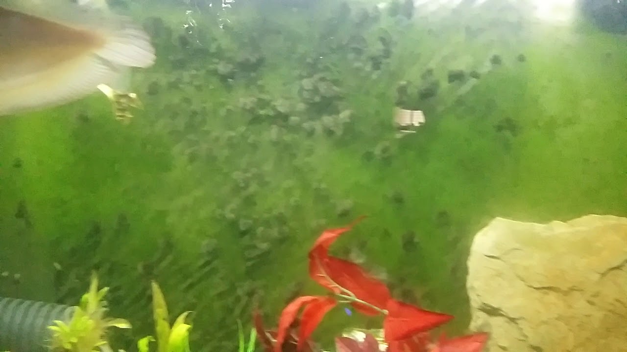 Marowana eating