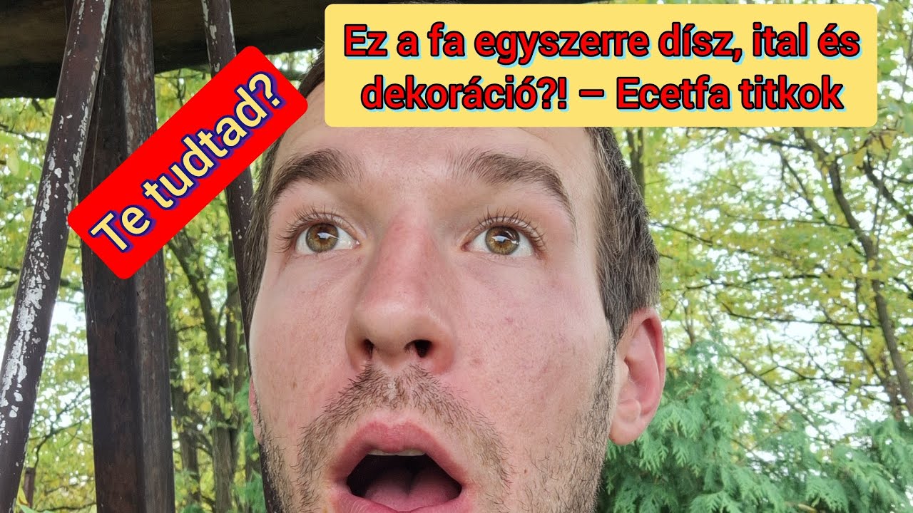 Te tudtad? Ez a fa egyszerre d&iacute;sz, ital &eacute;s dekor&aacute;ci&oacute;?! &ndash; Ecetfa titkok
